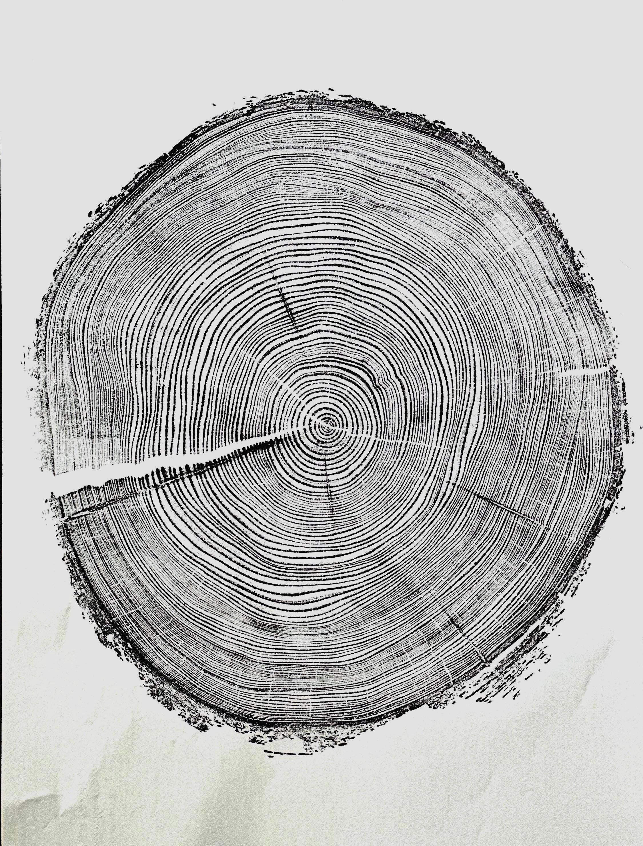 Handmade Redwood Tree Print 18x24