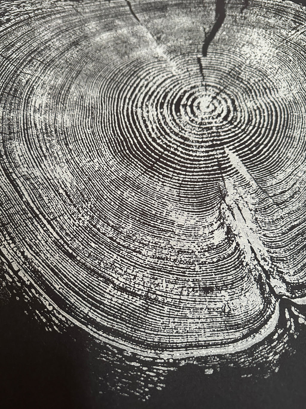 Handmade Redwood Tree Print 18x24 white