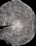 Handmade Ponderosa Pine Tree Print 18x24