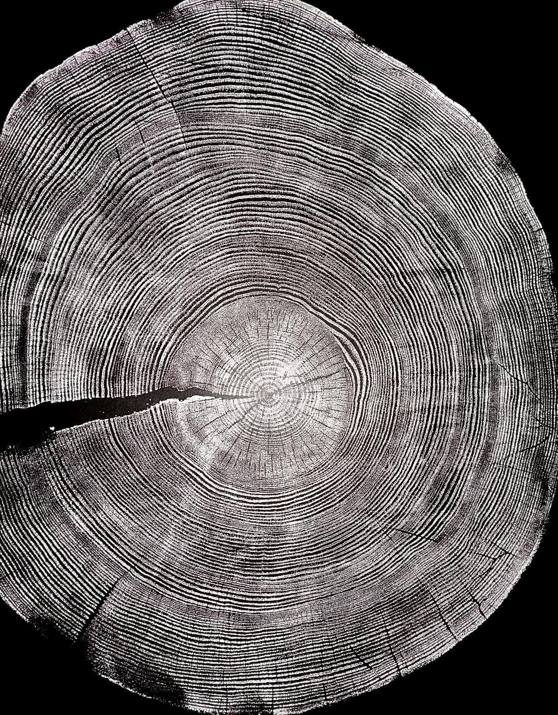 Handmade Ponderosa Pine Tree Print 18x24