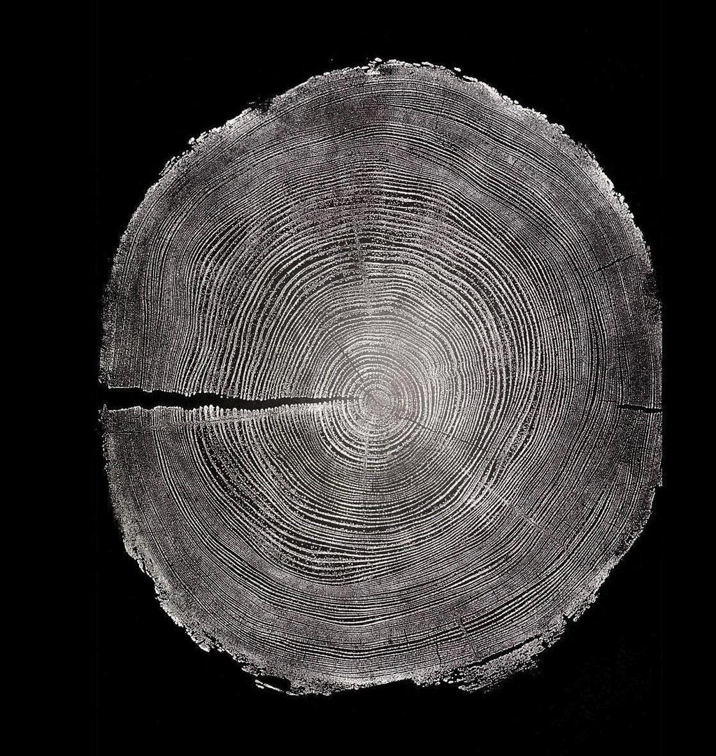 Handmade Redwood Tree Print 18x24
