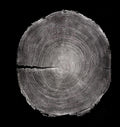 Handmade Redwood Tree Print 18x24