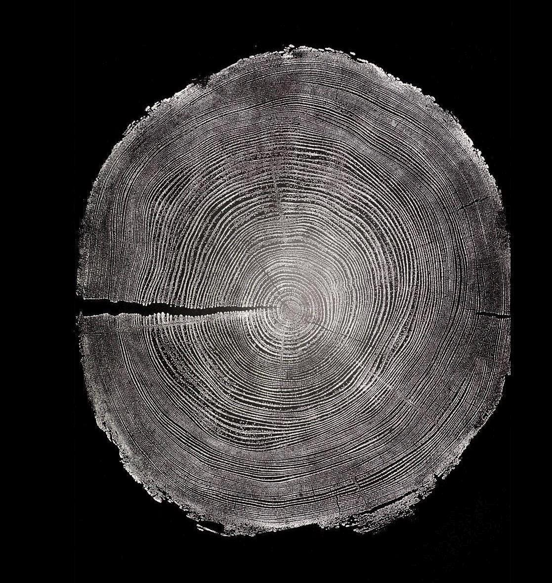 Handmade Redwood Tree Print 18x24
