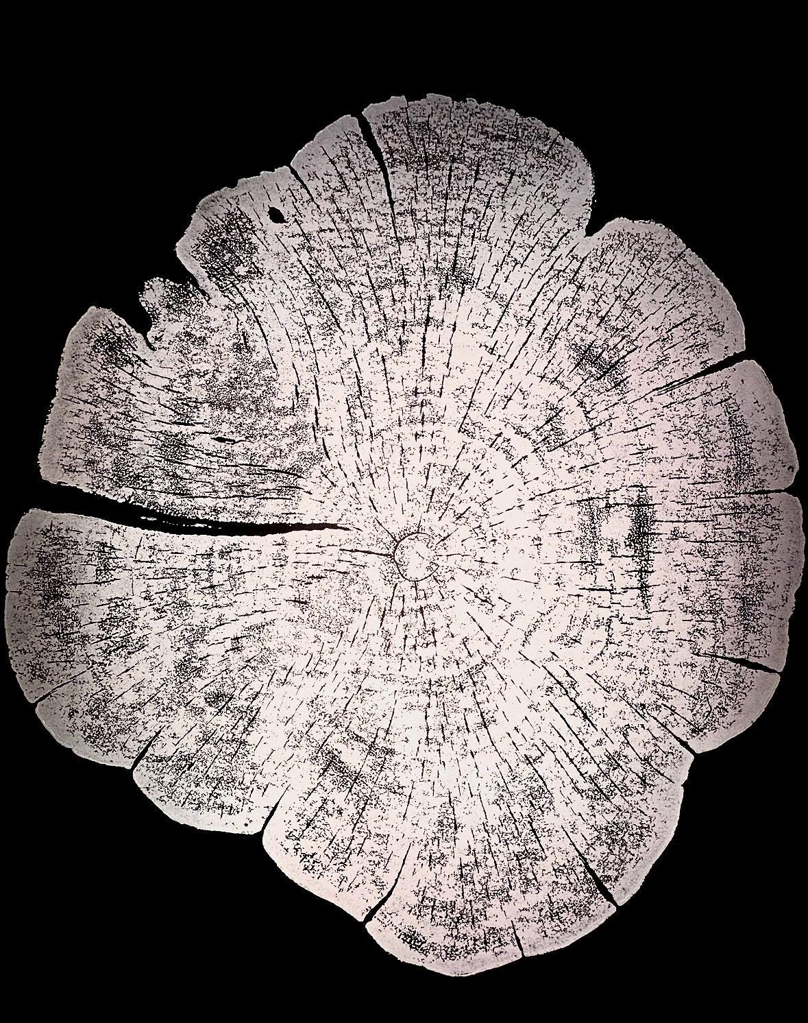 Handmade Red Cedar Tree Print 12x18