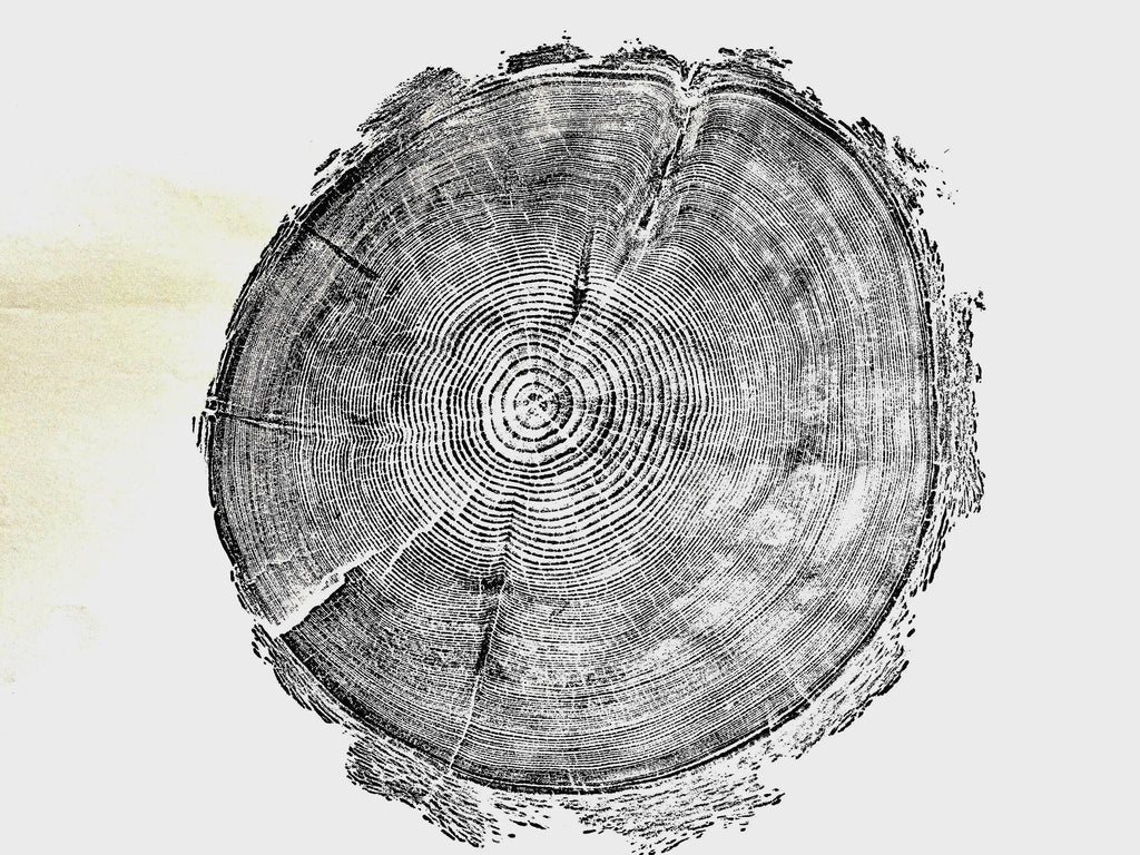 Handmade Redwood Tree Print 18x24