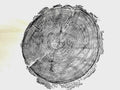 Handmade Redwood Tree Print 18x24