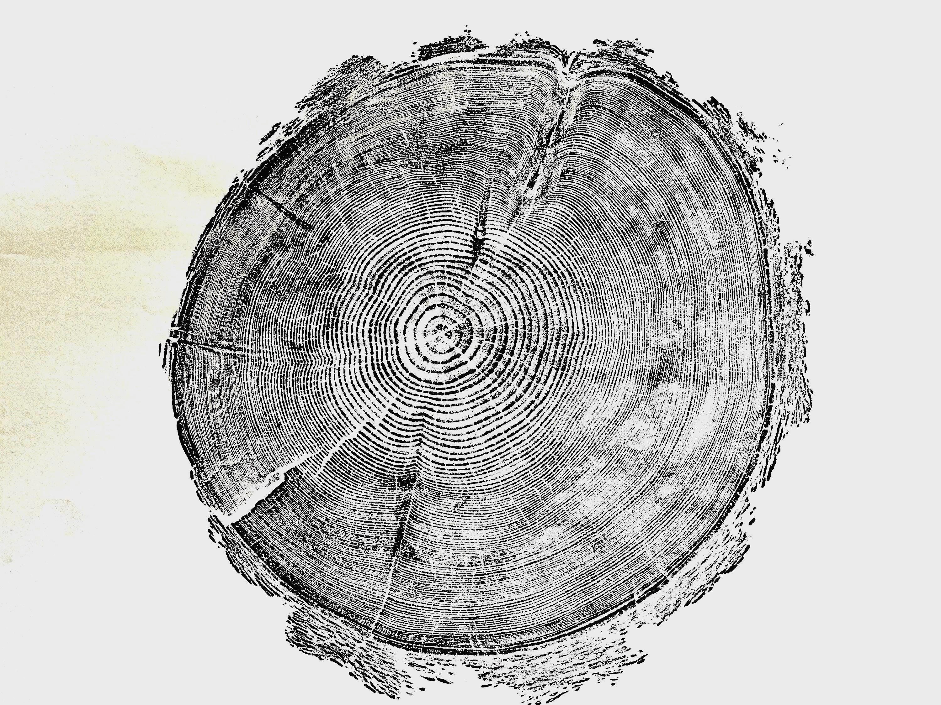 Handmade Redwood Tree Print 18x24