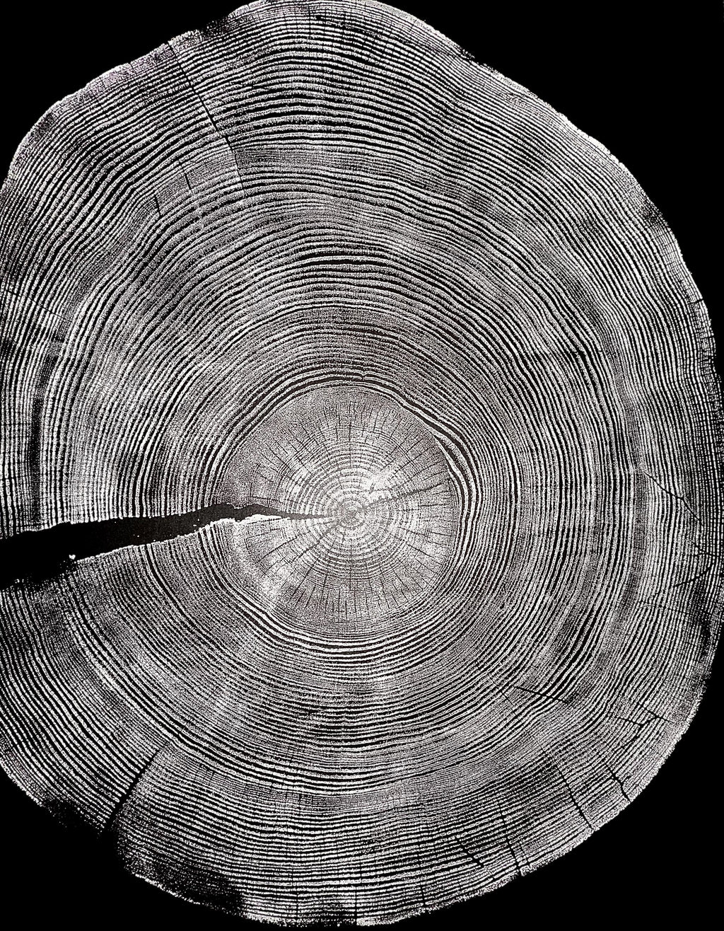 Handmade Ponderosa Pine Tree Print 18x24