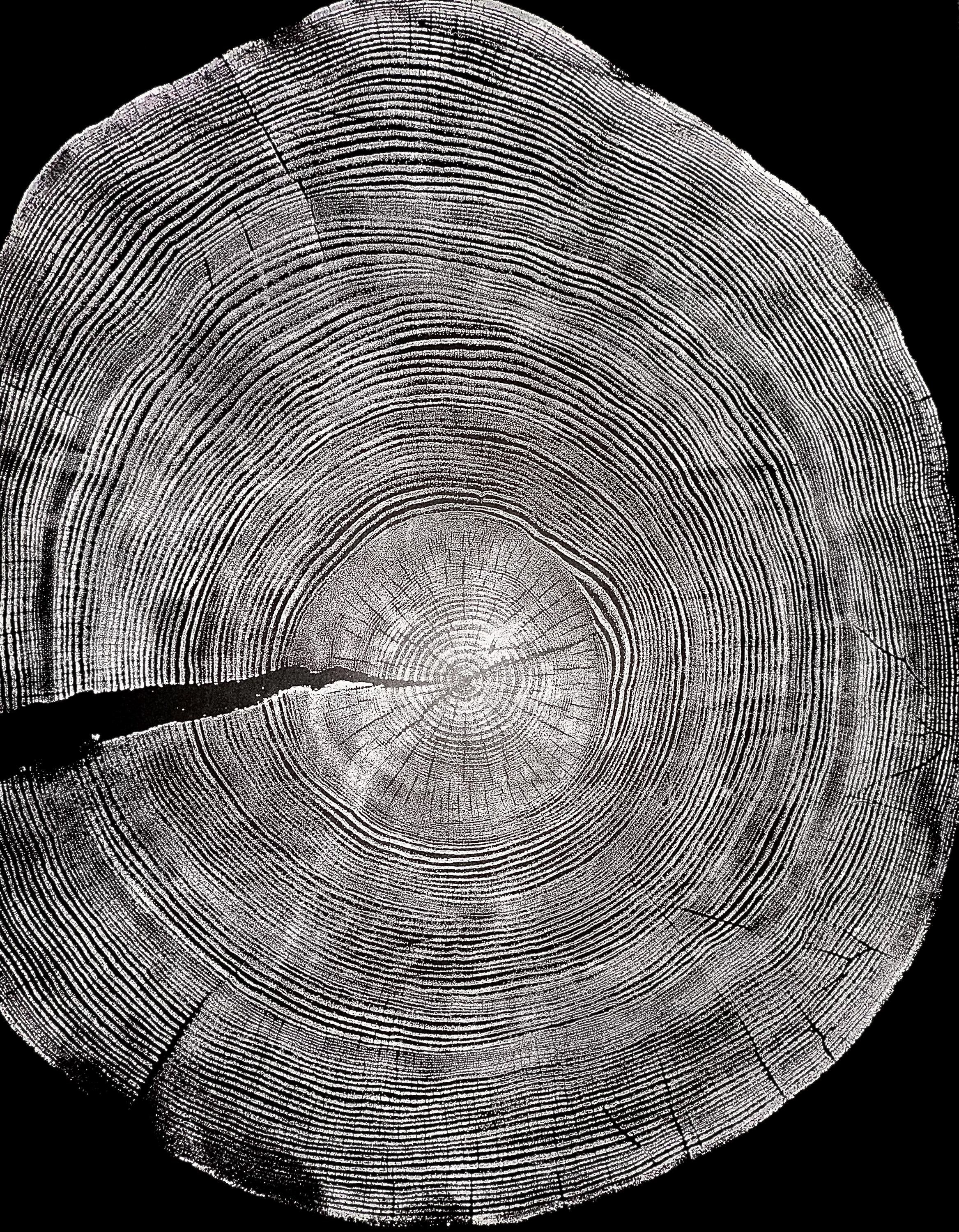 Handmade Ponderosa Pine Tree Print 18x24