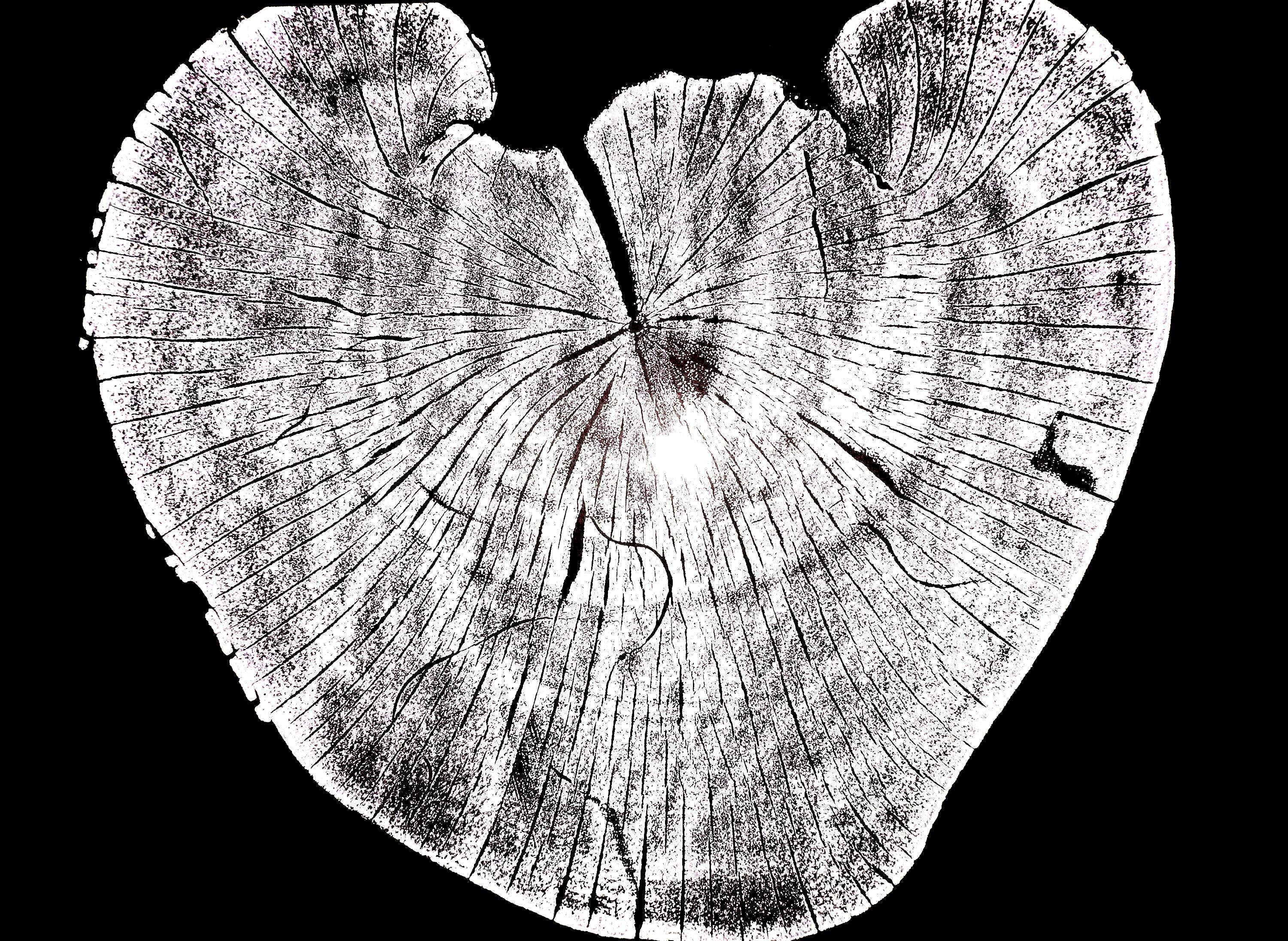 Handmade Madrone Tree Print 12x18