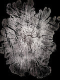 Handmade Hardwood Tree Print 18x24 with saw marks