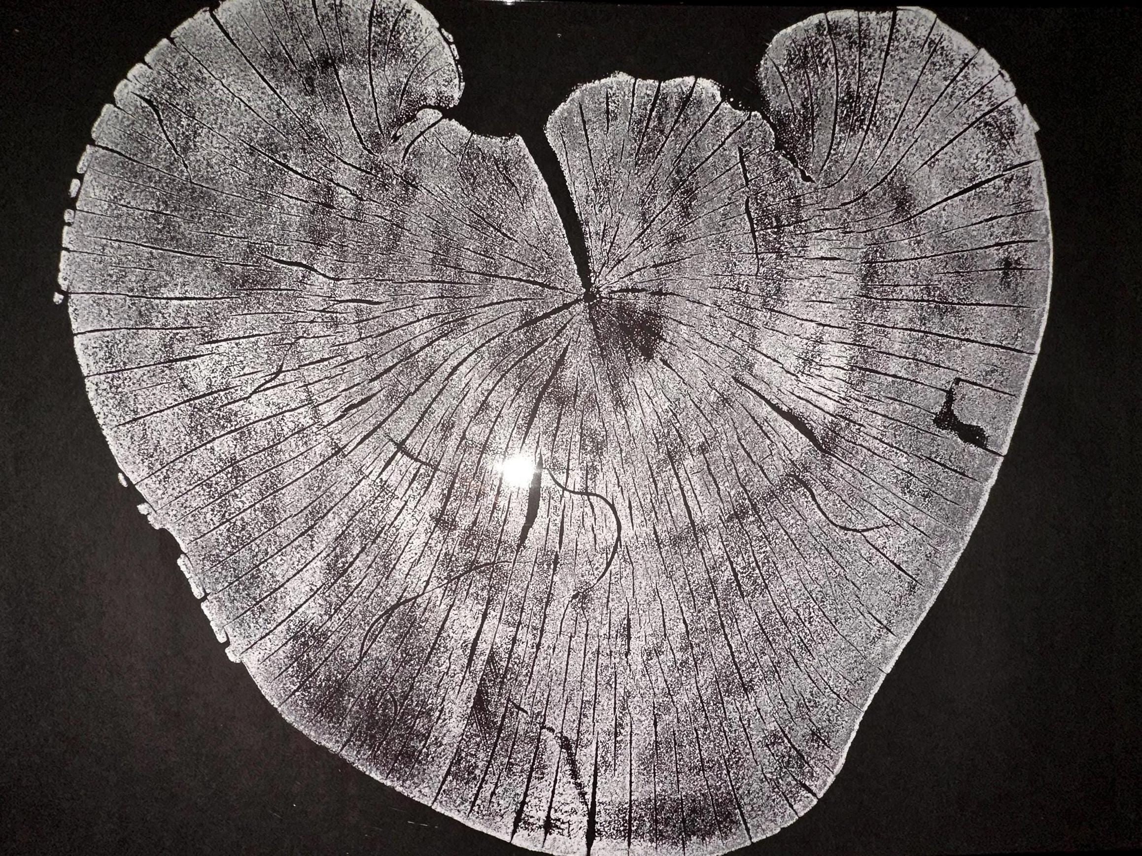 Handmade Madrone Tree Print 12x18