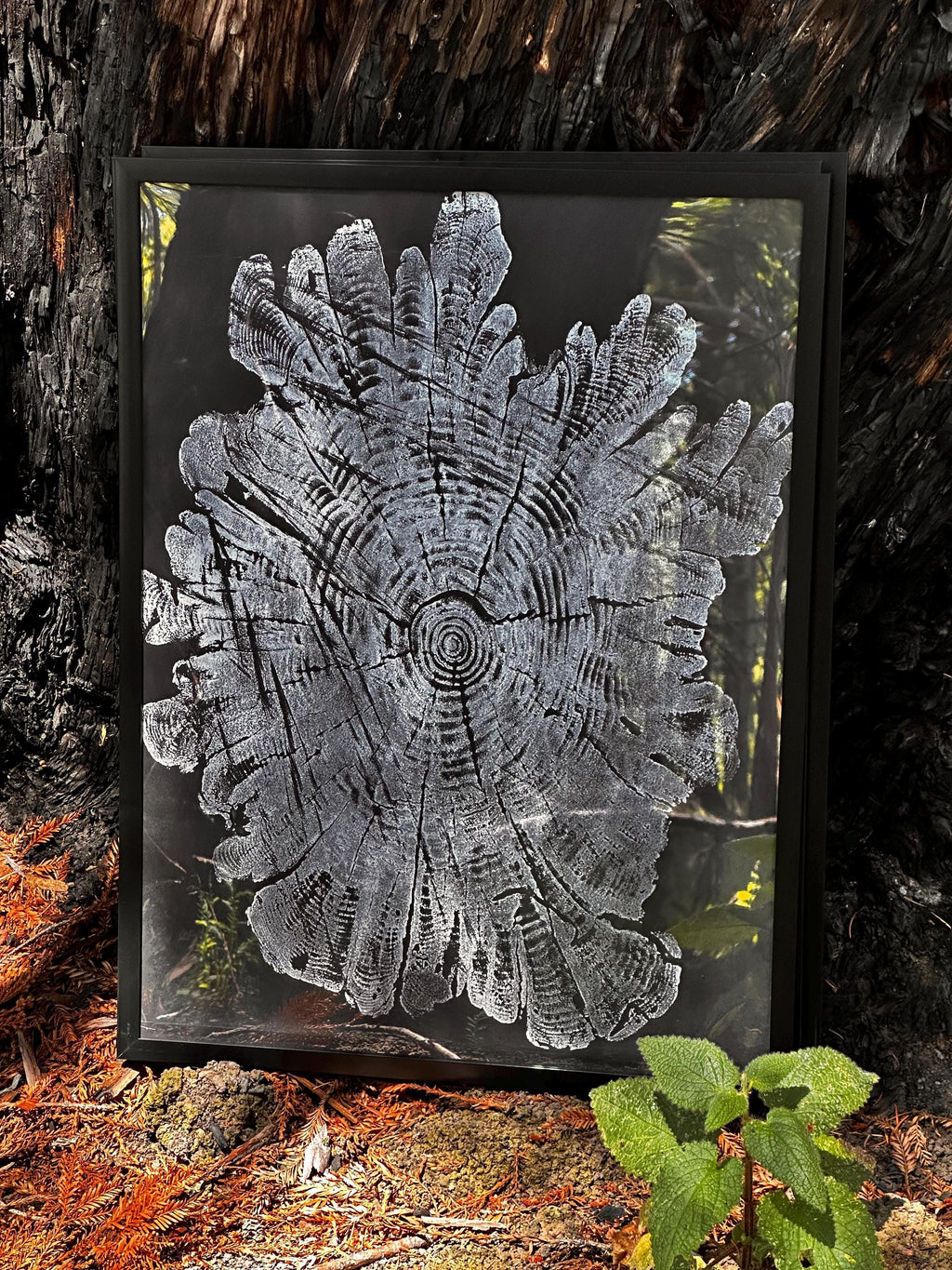 Handmade Hardwood Tree Print 18x24 with saw marks